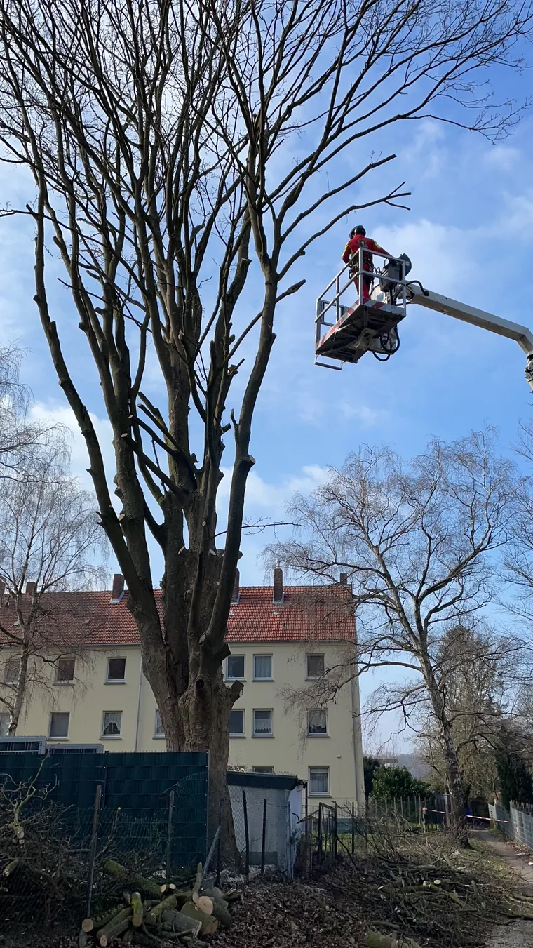 Baumschnitt an einem hohen Baum mit Hubsteiger