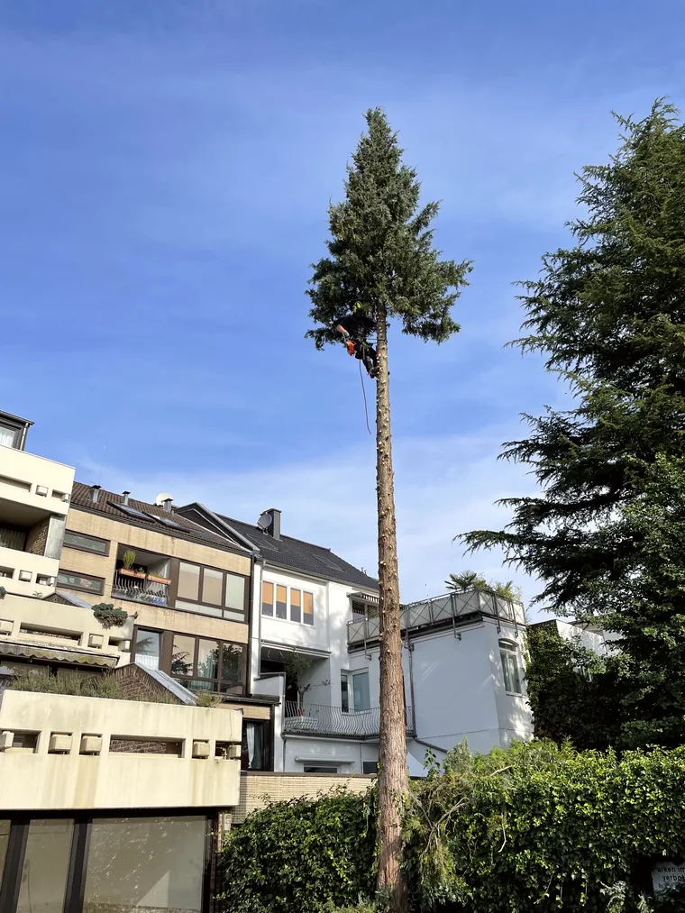 Kletterer bei der Fällung eines hohen Nadelbaums zwischen Wohnhäusern