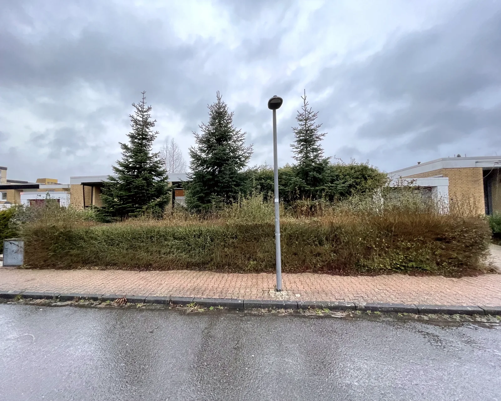 Vorgarten vor der Rodung, stark zugewachsen